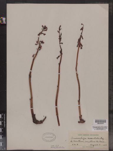Corallorhiza maculata