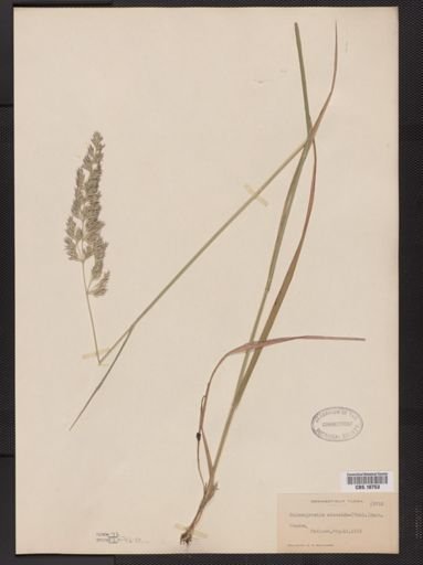 Calamagrostis cinnoides
