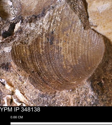 Limopsis striatopunctatus