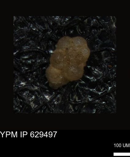 undet. Foraminiferida
