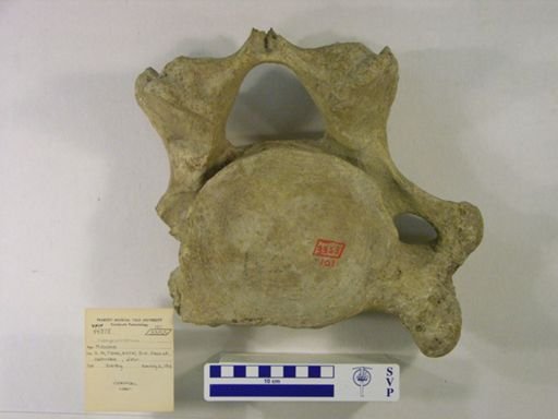 Gomphotherium sp.