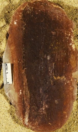 Stigmaria sp.