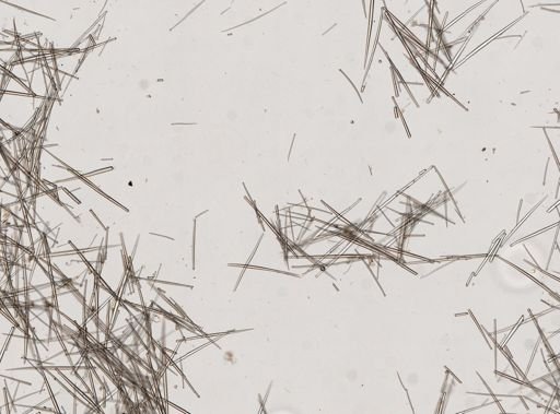 Halichondria suberosa