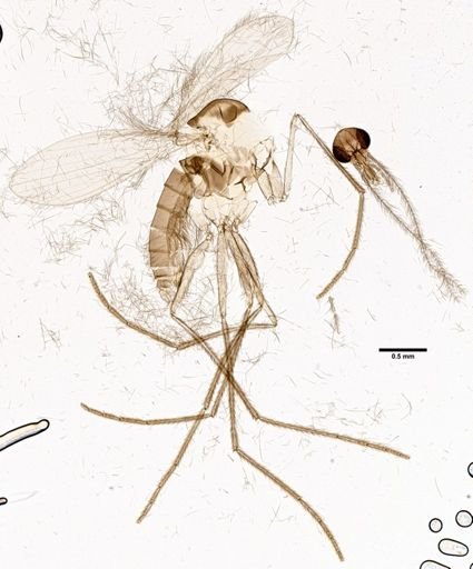 Sergentomyia meilloni