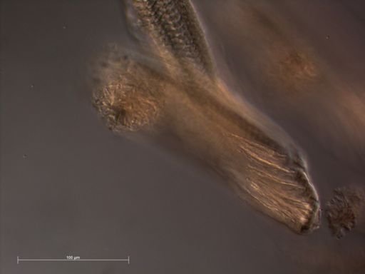 Bassia bassensis