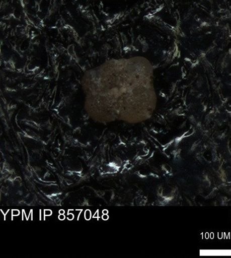 undet. Foraminiferida