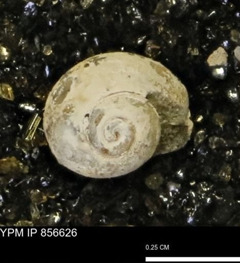 Euspira sp.