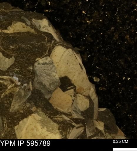 Protocardia sp.