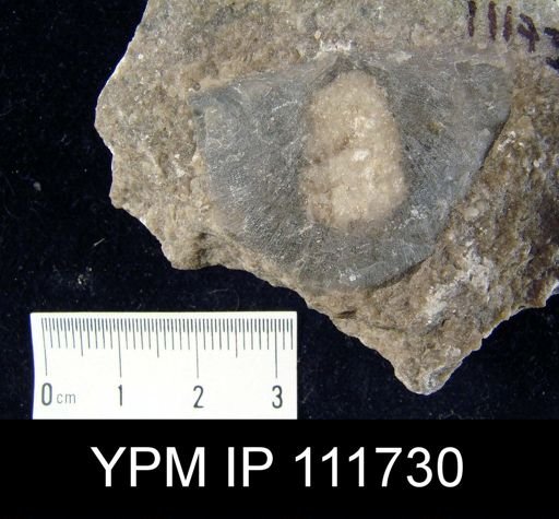 Brachyprion anticostiense