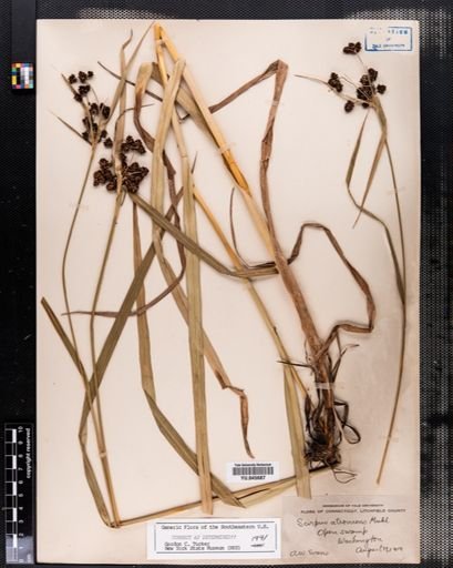 Scirpus atrovirens