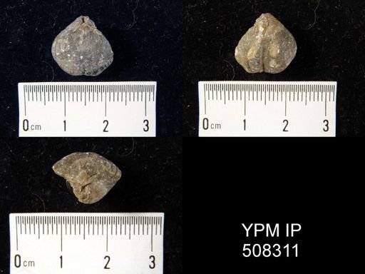 undet. Brachiopoda