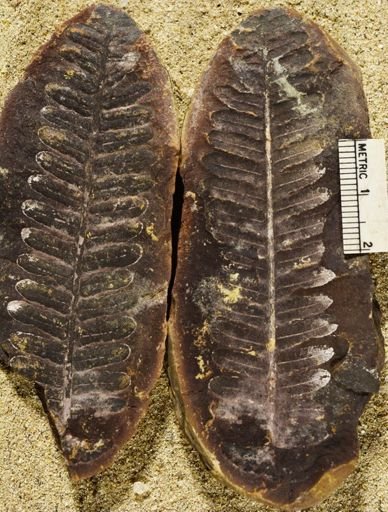Pecopteris