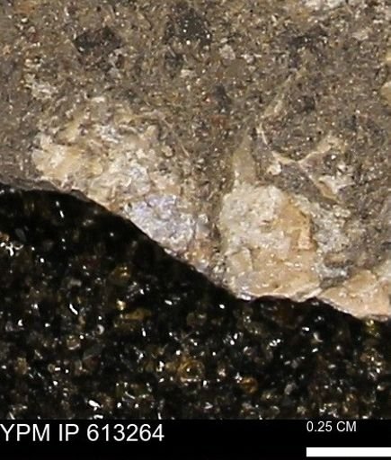 Scaphites sp.