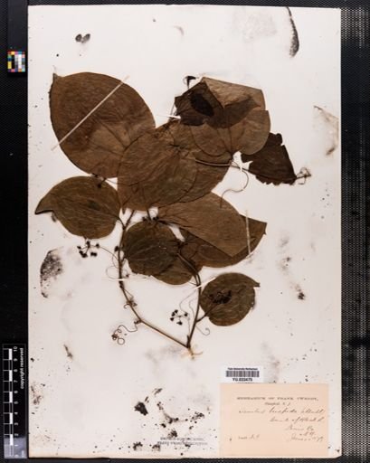 Smilax hispida
