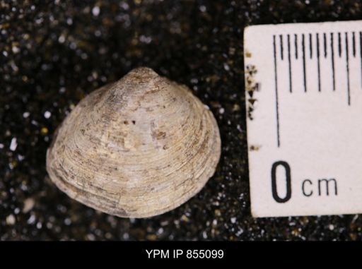 Limopsis striatopunctatus