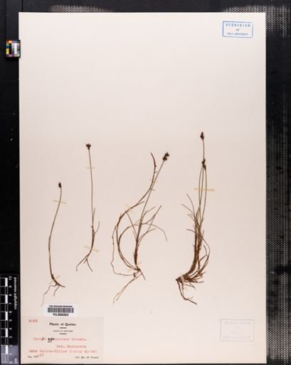Carex gynocrates