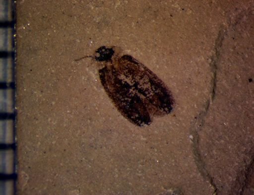 undet. Coleoptera