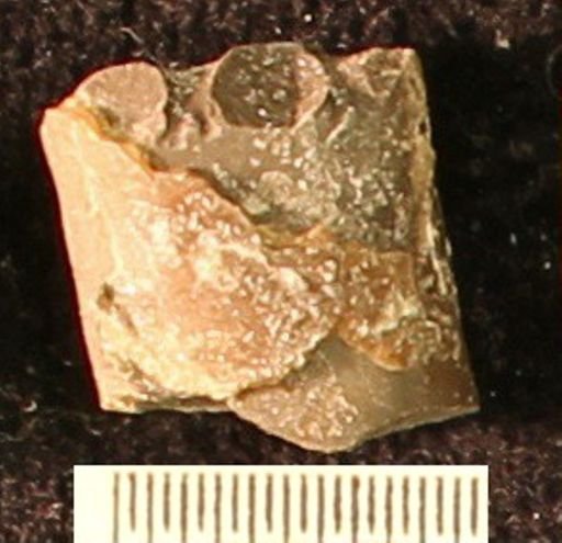 Baculites