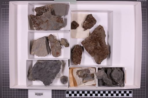 mixed taxa, stratigraphic collection
