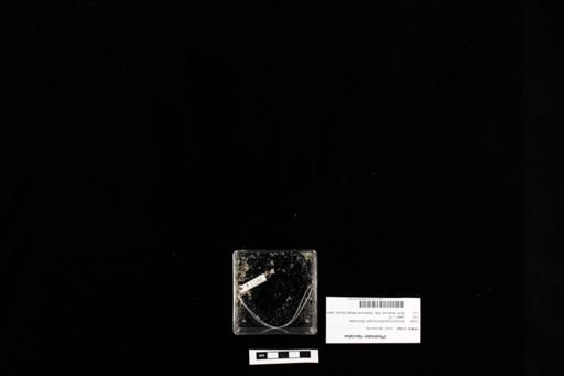 Plestiodon fasciatus