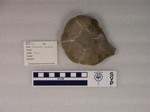 Ptychogaster emydoides