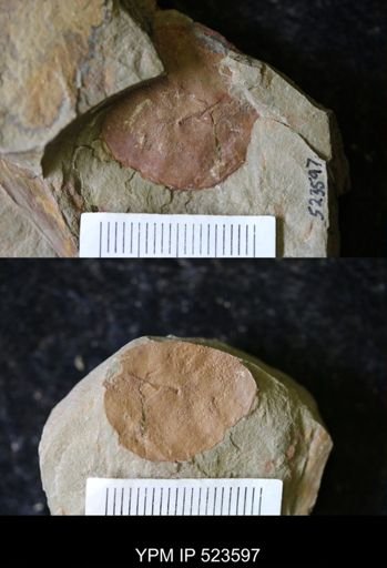 undet. Arthropoda