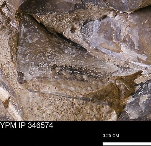 undet. Mollusca