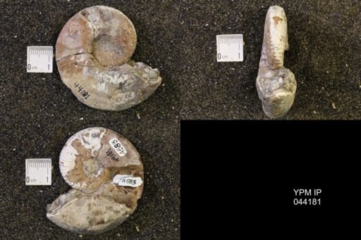 Hoploscaphites nicolletii