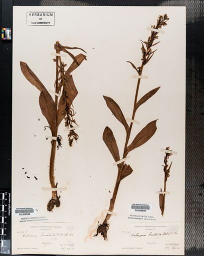 Habenaria