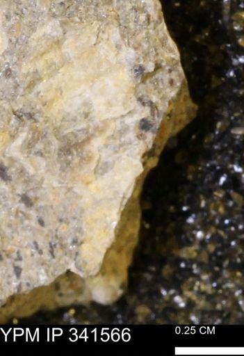 Scaphites sp.