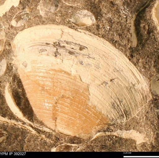 Limopsis striatopunctatus