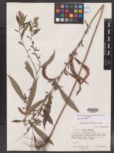 Symphyotrichum lanceolatum lanceolatum