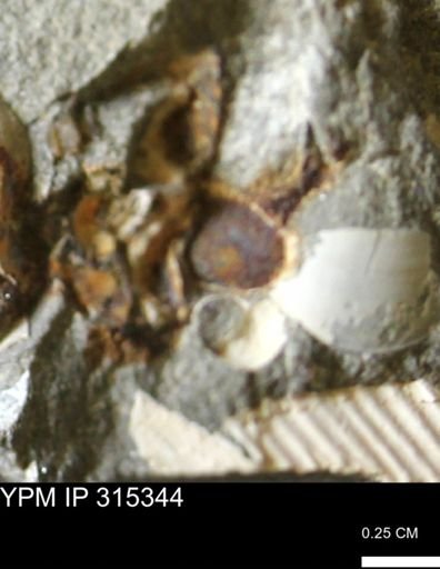 undet. Mollusca