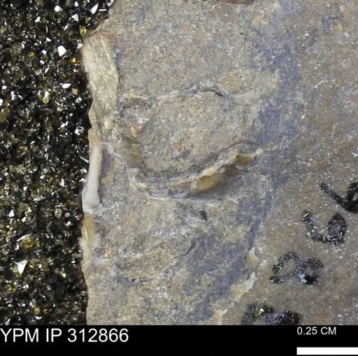 undet. Mollusca