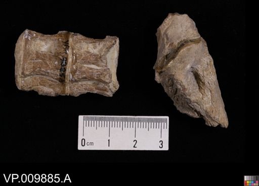 undet. Actinopterygii