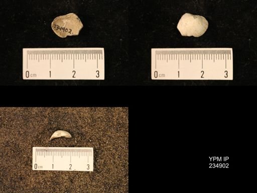 Marginifera fragilis