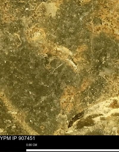 undet. Mollusca