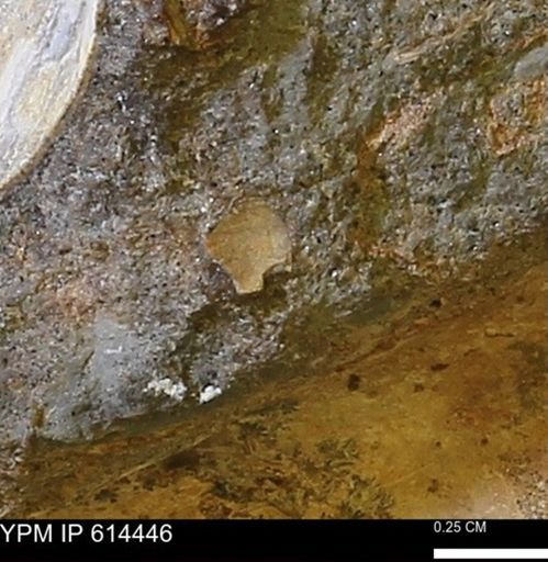 Limopsis striatopunctatus