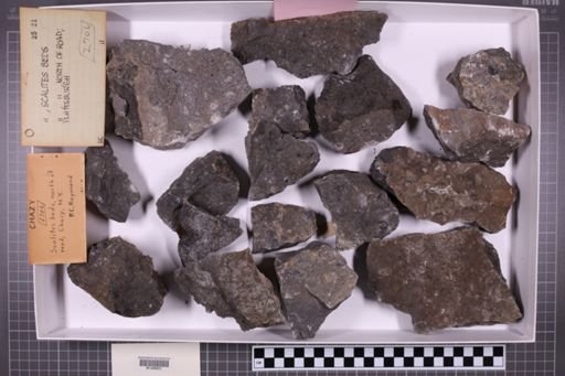 mixed taxa, stratigraphic collection