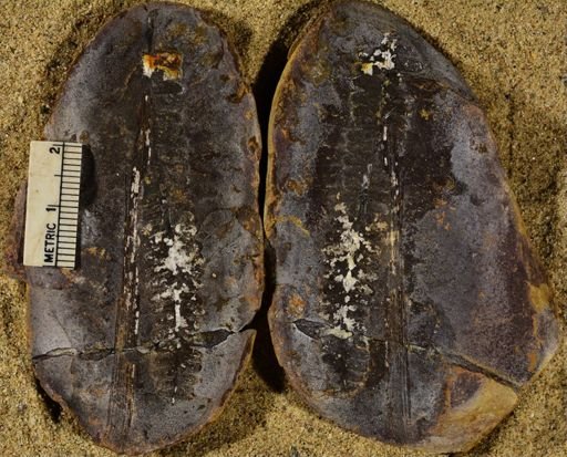 Pecopteris