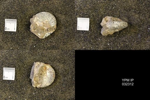 undet. Scaphitidae