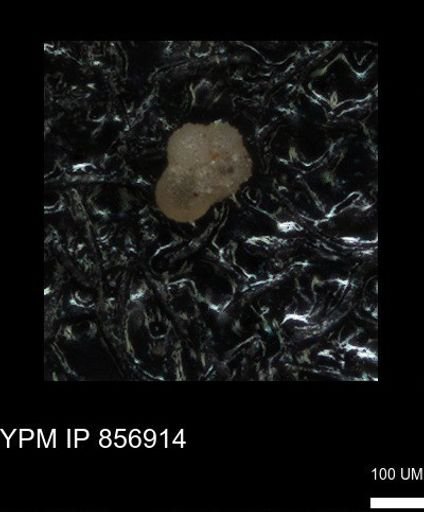 undet. Rugoglobigerinidae