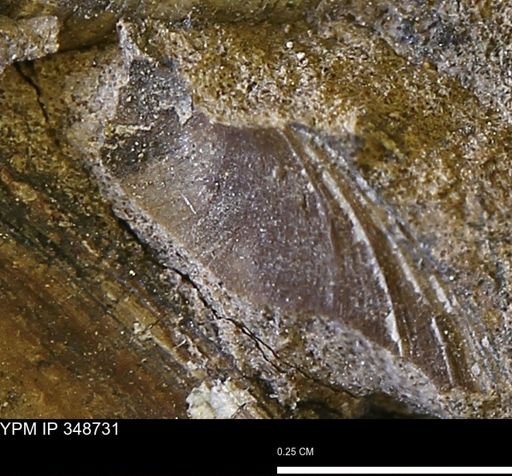 undet. Bivalvia