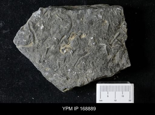 Tentaculites sp.