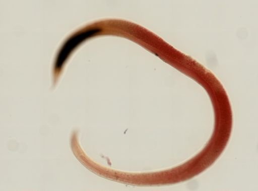 Rhabdias ranae