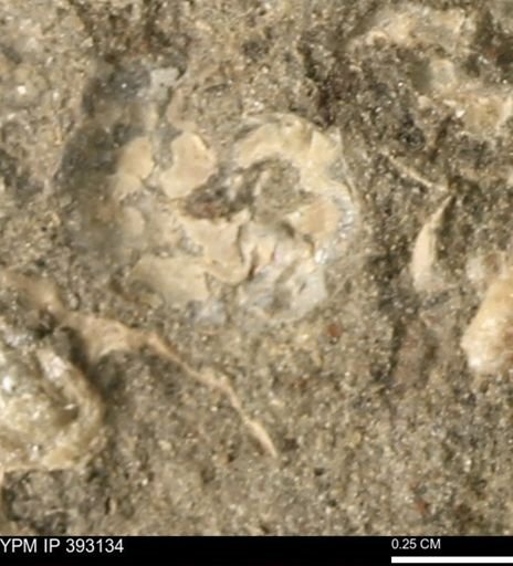 Scaphites sp.