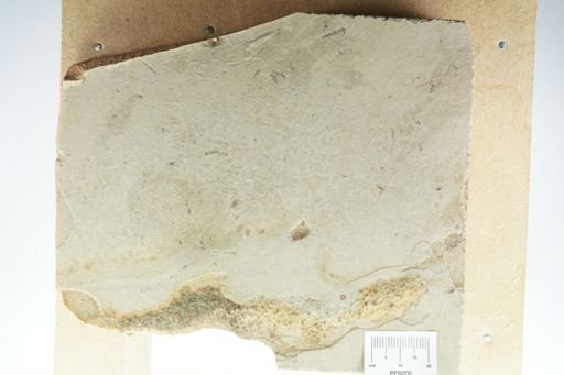 undet. Hymenoptera