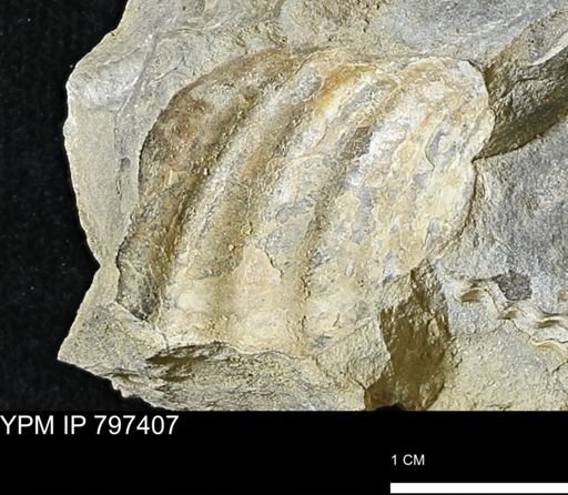 Inoceramus