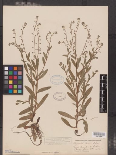 Myosotis laxa