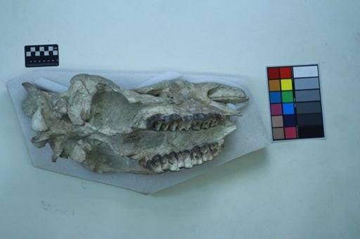 Caenopus tridactylus